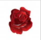 MOTIFS ROSE/ Iron - on patch/ Patches/ Steph. - Galedi Pins