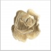 MOTIFS ROSE/ Iron - on patch/ Patches/ Steph. - Galedi Pins